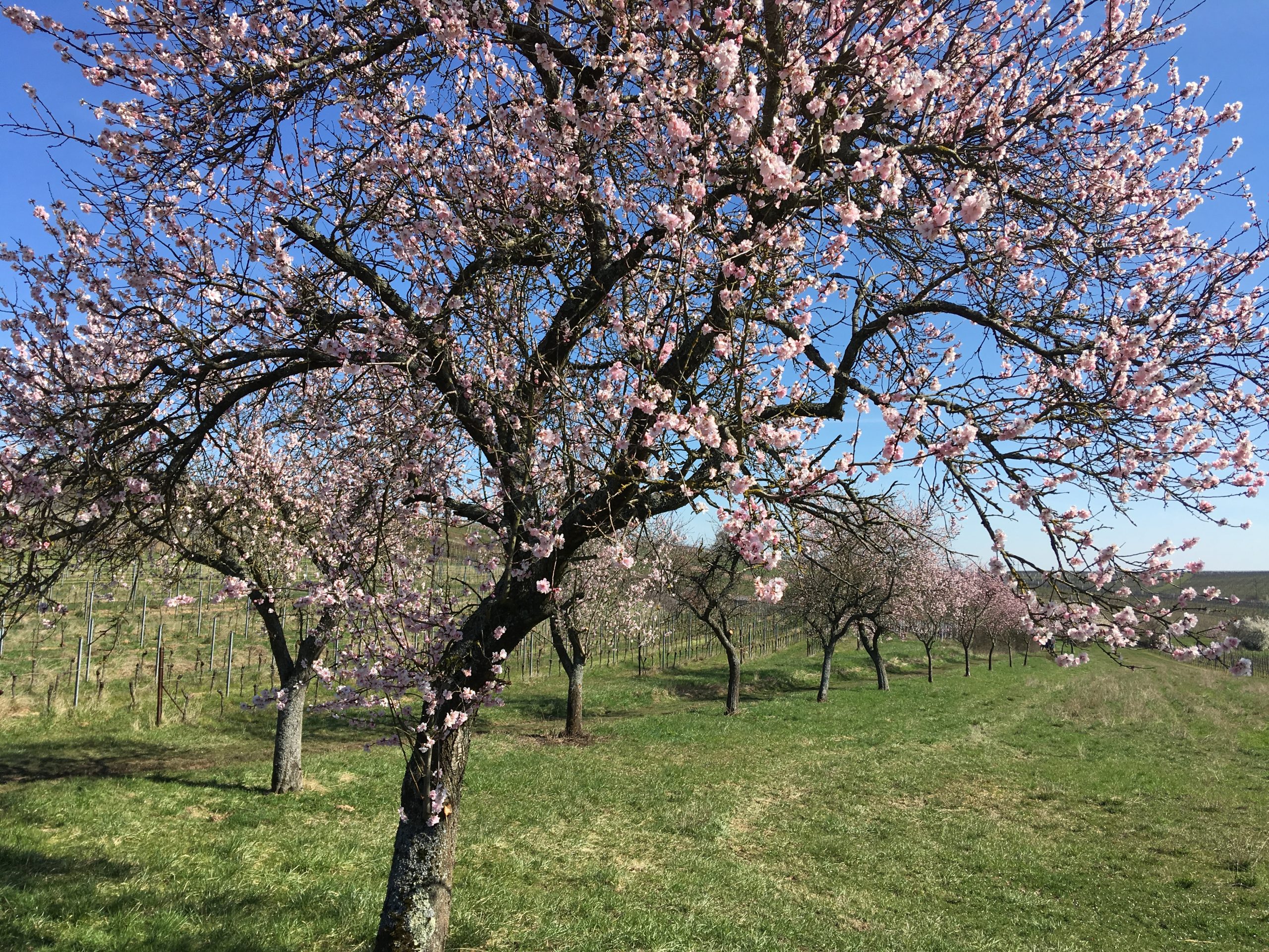 Pfälzerwaldurlaub - Mandelblüte